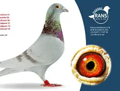 关于风云突变！巴塞罗那赛后手感冰凉，意大利杯版图或变，压力陡增，球探报告显示潜力的信息